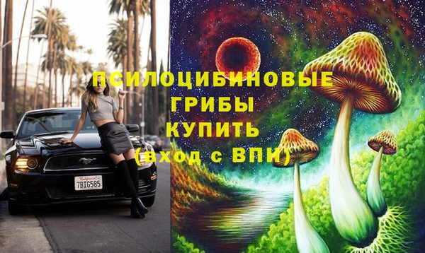 прущие грибы Абинск